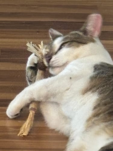 Biete deiner Katze den Stick in einer ruhigen Umgebung an.