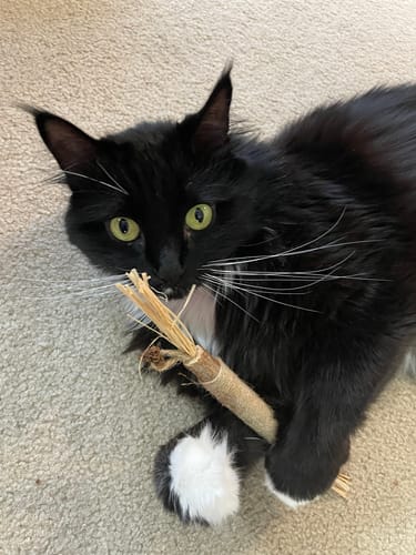 Katze nutzt JustCat als Teil ihrer täglichen Zahnpflege